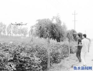 衡水泰华植保无人机飞入冀州农田里