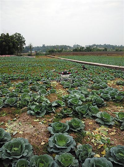 植保无人机试飞 手机操作洒农药