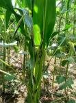 陕西潼关虫灾，各植保无人机企业驰援