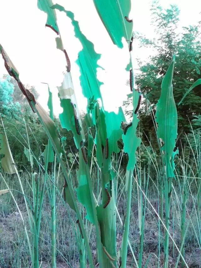 虫灾关头中国航空植保显身手 韦加无人机成中坚力量