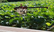 洪湖公园引进植保无人机新技术 用于荷花的日常管理