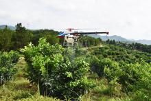 天鹰兄弟植保无人机护卫脐橙果林 为秋收提供有力保障