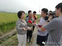 无人机显身手“赶粉”不再竹杆打，绳子拉