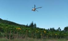 天鹰兄弟植保无人机飞防作业队助木瓜变“金瓜”