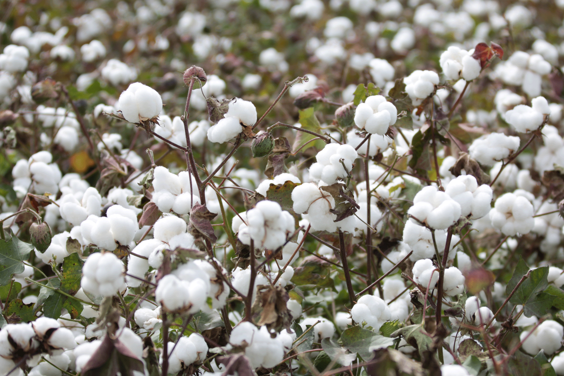 在新疆的棉田，人机竞争正在上演