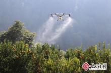 “植保无人机”首次投入丽江农业开发