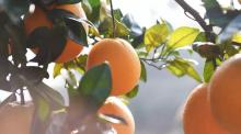 你未来吃的每一个橙子，都将和这个故事有关