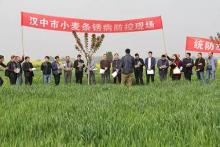 汉中市农技中心召开小麦条锈病防治现场会啦（有韦加无人机）