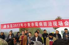 阜阳颍东：天鹰兄弟植保无人机防治小麦赤霉病