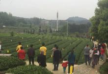 2017贵州茶博会 植保无人机上阵助力茶园绿色生产