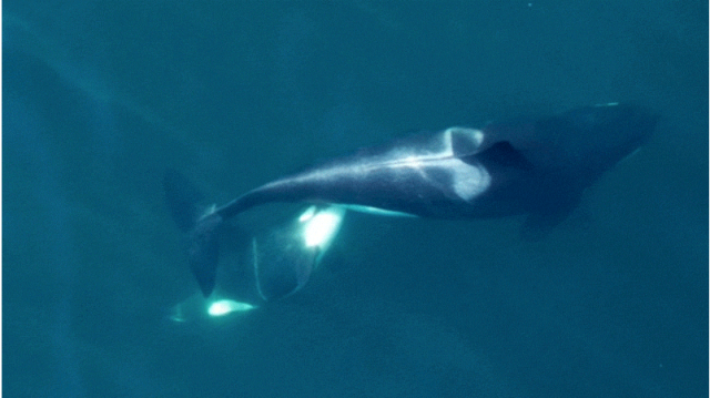 【首次】无人机航拍到虎鲸呵护幼崽的照片