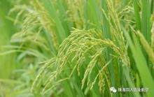 珠海市无人机植保作业，实行定额补贴！