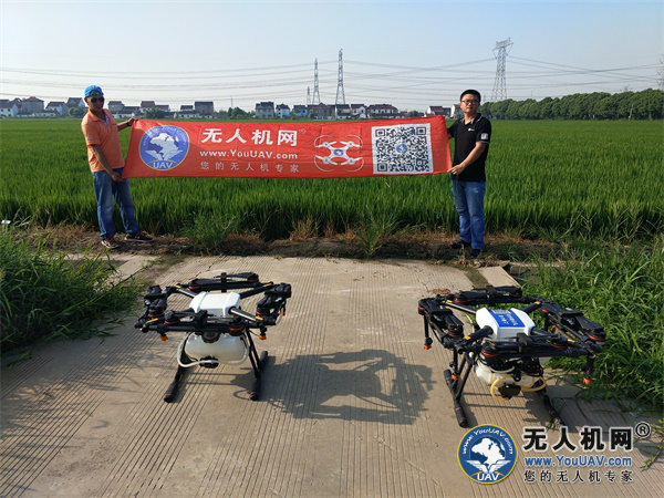 无惧秋老虎，开云足球“牧马”稻梁田