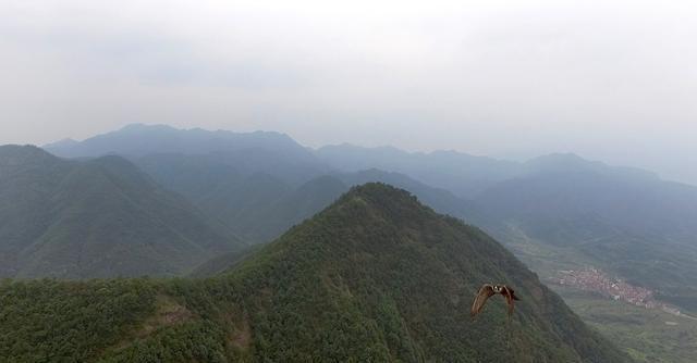 无人机航拍遭遇老鹰袭击