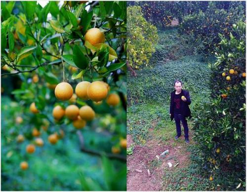 80后小伙返乡创业种植冰糖橙，无人机航拍万亩基地惊艳眼球