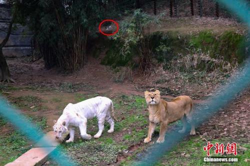万元无人机航拍老虎 被一掌击落“秒变残渣”
