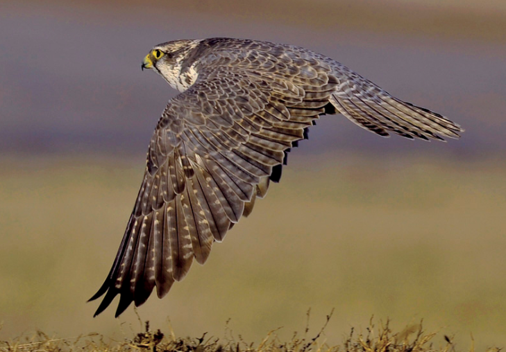 前沿技术：研发像猎鹰一样思考的反无人机