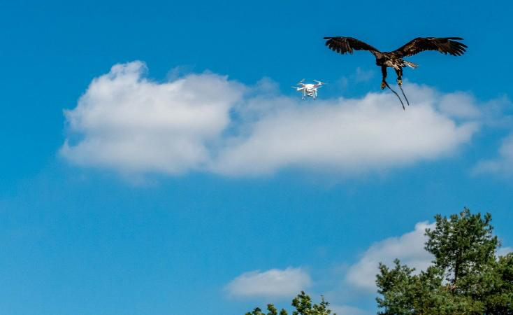 不好玩了，荷兰警方放弃用老鹰来捕捉无人机计划
