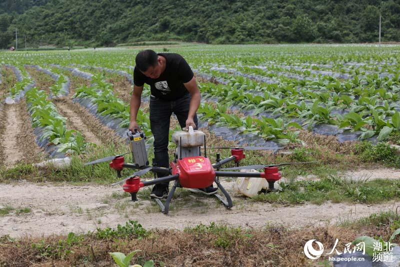 湖北鹤峰：“植保无人机”进烟田