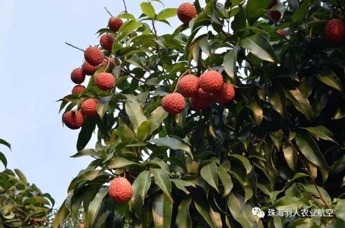 厉害了!羽人植保无人机果树作业大展风采