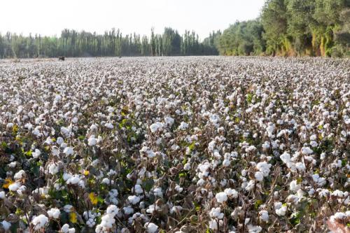 极飞农服秋收起“翼”，助力新疆大丰收！