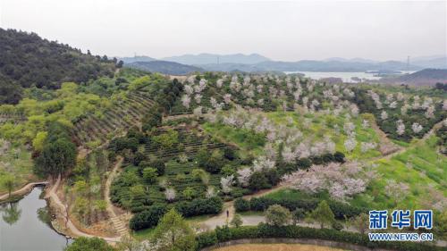 无人机航拍江苏溧阳白茶全面开采行动