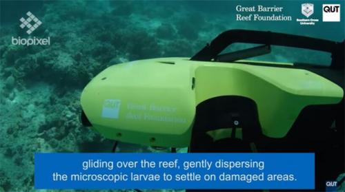 水下无人机重建大堡礁！可精准定位需修复部分 今年预计投放数百万只珊瑚幼虫