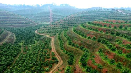 果树模式作业测评新鲜出炉，真香！