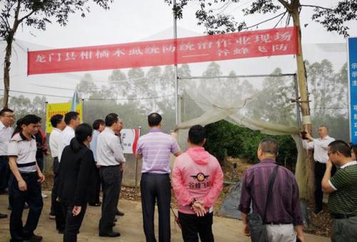 天鹰兄弟植保无人机助力龙门县柑橘黄龙病统一防控行动 