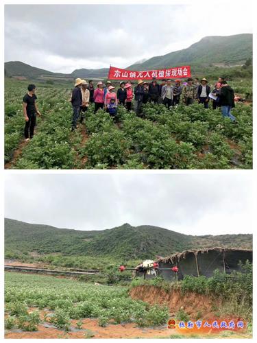 东山镇无人机植保实现零突破