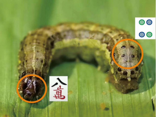 极飞农业无人机助力湖北省黄冈市贪叶蛾防控