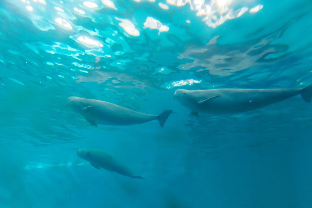 水下无人机监控 长江江豚保护有了“智能巡护”