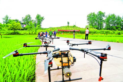 长寿区10万亩水稻无人机飞防植保