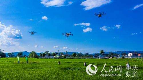 梁平：植保无人机防治水稻病虫害 