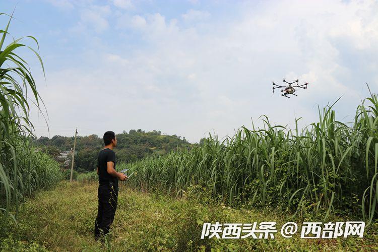 植保无人机甘蔗地里显身手