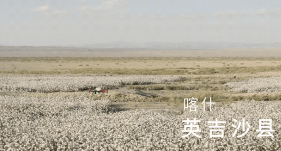 作业超2600万亩次，服务65%新疆棉田-极飞助力中国棉走向世界