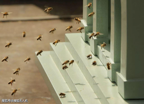英国科学家追踪蜜蜂飞行，开发精密无人机导航软件 