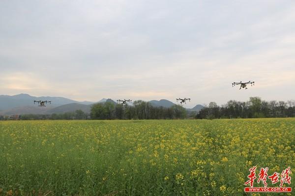 永州零陵：植保无人机集体“巡航”万亩油菜花田