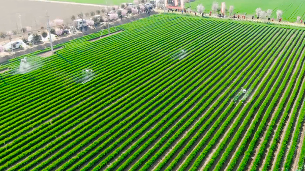 河南禹州：植保无人机助力麦田管理