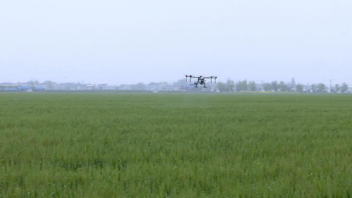 植保无人机助力小麦病虫害防治