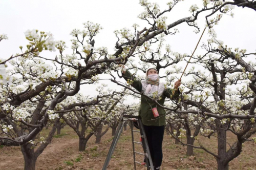 央视六连播！极飞农业无人机授粉成为新焦点