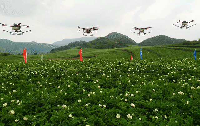 宣威双河乡：天鹰兄弟植保无人机助力马铃薯晚疫病统防统治