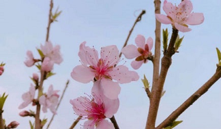 渗透率不足3%，我国植保无人机缘何普及难？ 