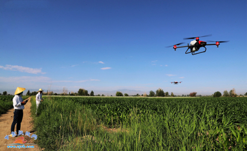张掖市甘州区乌江镇采用植保无人机为玉米和制种萝卜喷洒农药作业