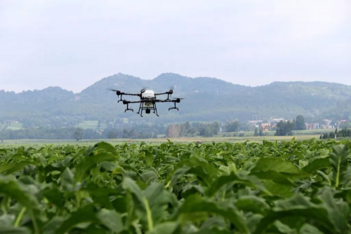 宣威3架植保无人机助力烟叶生产提质增效