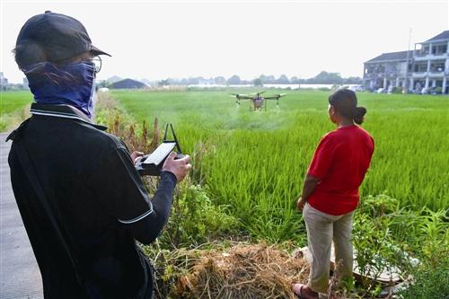 无人机植保 除虫保丰产