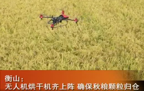 新玩法！植保无人机农田除露水，配合收割水稻！