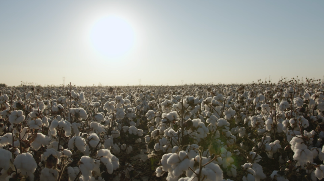 从没人相信到今年的2.16亿亩次，极飞在新疆做对了什么？