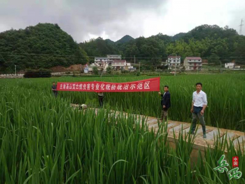 岳西县植保无人机助力高山茭白提质增效