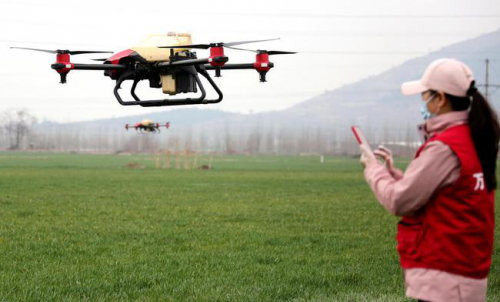 税郭镇野岗埠村，工作人员使用植保无人机在麦田里喷洒除草剂